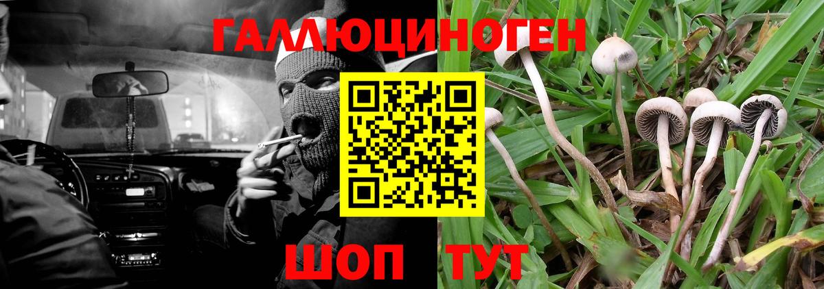 Псилоцибиновые грибы Psilocybe Красногорск